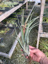 Load image into Gallery viewer, Tillandsia streptophylla x pseudobaileyi