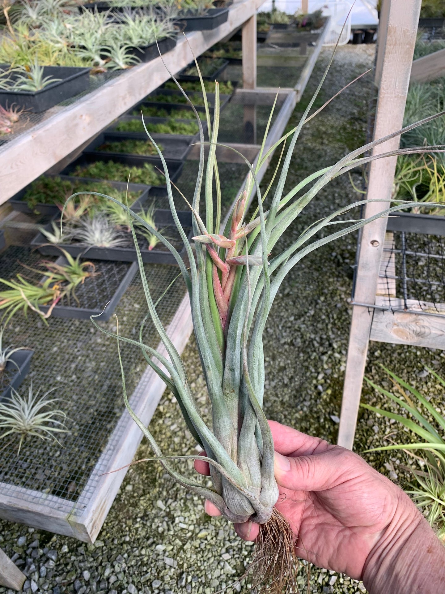 Tillandsia streptophylla x pseudobaileyi