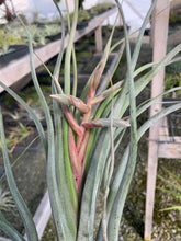 Load image into Gallery viewer, Tillandsia streptophylla x pseudobaileyi