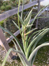 Load image into Gallery viewer, Tillandsia &quot;Merlin&quot;-(pseudobaileyi x streptophylla)
