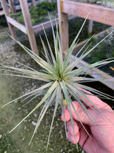 Load image into Gallery viewer, Tillandsia Aeranthos Gray Ghost