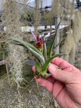 Load image into Gallery viewer, Tillandsia caput-medusae &quot;White Dwarf&quot; In Bud!