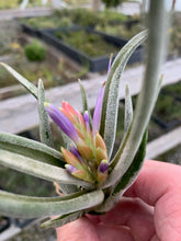 Load image into Gallery viewer, Tillandsia caput-medusae &quot;White Dwarf&quot; In Bud!