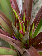 Load image into Gallery viewer, Tillandsia rothii x abdita- In Bud!