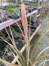 Load image into Gallery viewer, Tillandsia zacapanensis x X Floridiana- In Bud!