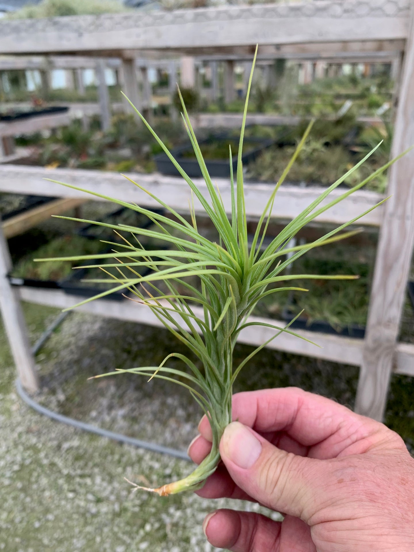 Tillandsia Araujei Closed-Single Plants 7-8 in.