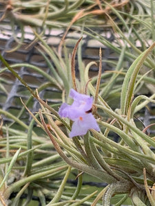 Tillandsia Bandensis