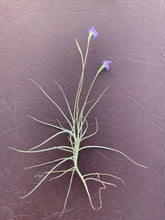 Load image into Gallery viewer, Tillandsia mallemontii -Single Plants