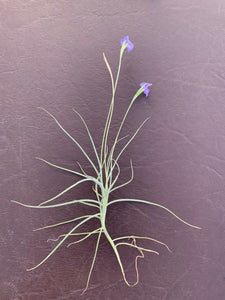 Tillandsia mallemontii -Single Plants