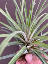 Load image into Gallery viewer, Tillandsia Acostae