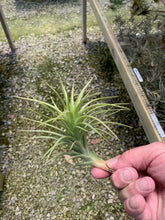 Load image into Gallery viewer, Tillandsia Araujei Hybrid Giant