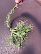 Load image into Gallery viewer, Tillandsia Araujei Closed Form-Large Hanging Cluster Specimen