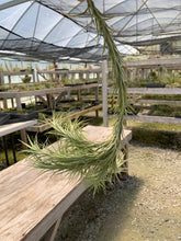 Load image into Gallery viewer, Tillandsia Araujei Closed Form-Large Hanging Cluster Specimen