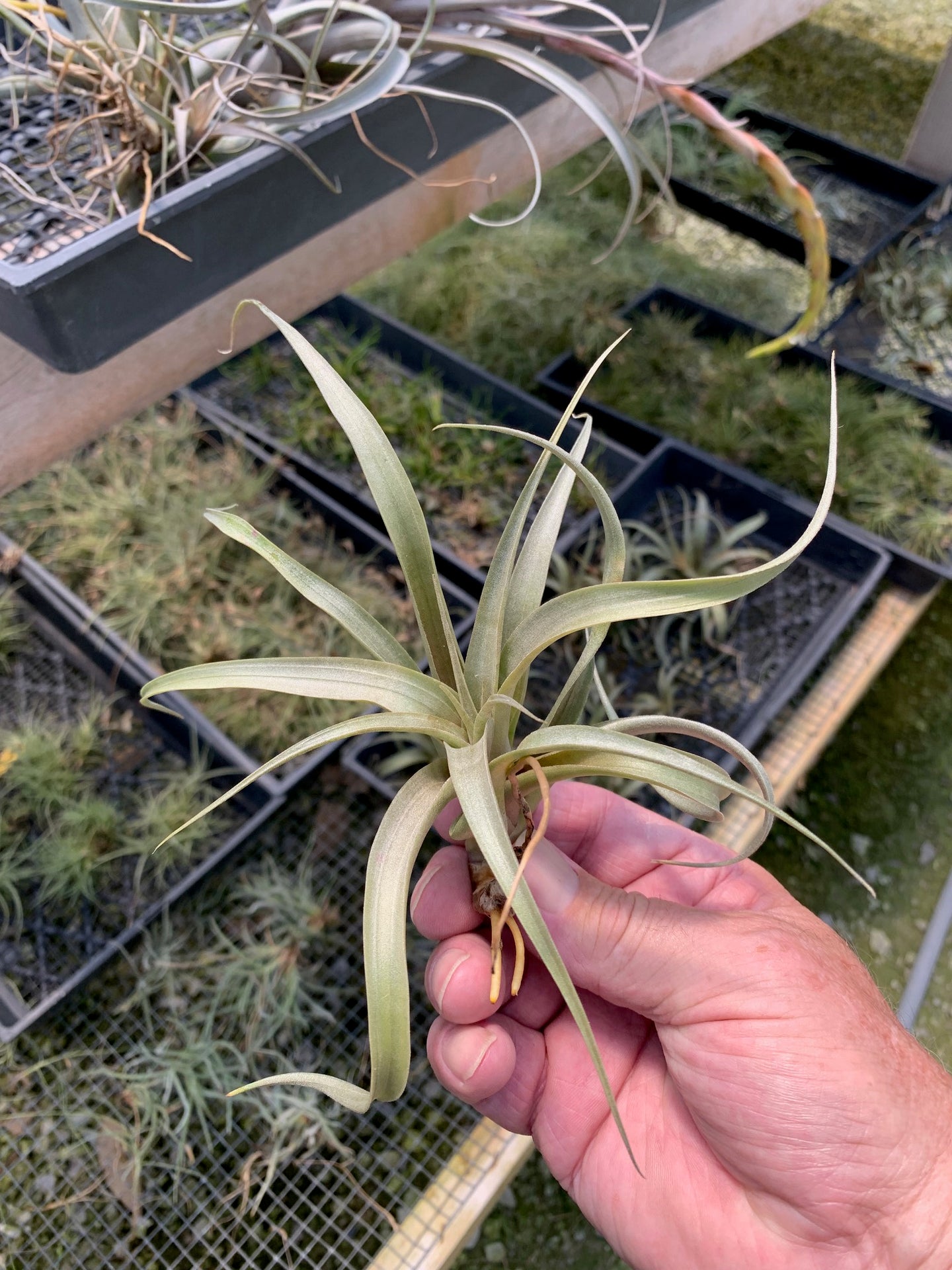 Tillandsia Sphaerocephala -Medium Single Plants