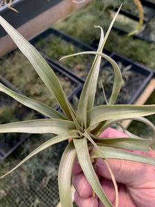 Tillandsia Sphaerocephala -Medium Single Plants