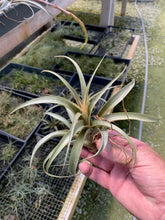 Load image into Gallery viewer, Tillandsia Sphaerocephala -Medium Single Plants