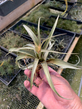 Load image into Gallery viewer, Tillandsia Sphaerocephala -Medium Single Plants