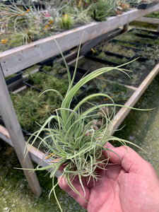 Tillandsia Balsasensis-Large Clumps