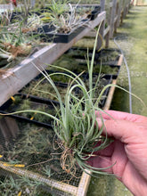 Load image into Gallery viewer, Tillandsia Balsasensis-Large Clumps