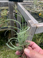 Load image into Gallery viewer, Tillandsia Balsasensis-Large Clumps