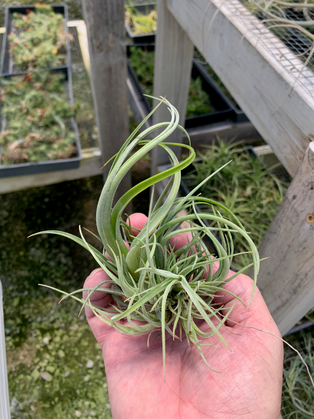 Tillandsia Balsasensis-Large Clumps