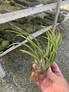 Tillandsia Seleriana x Delicata -Bloomed and producing a pus