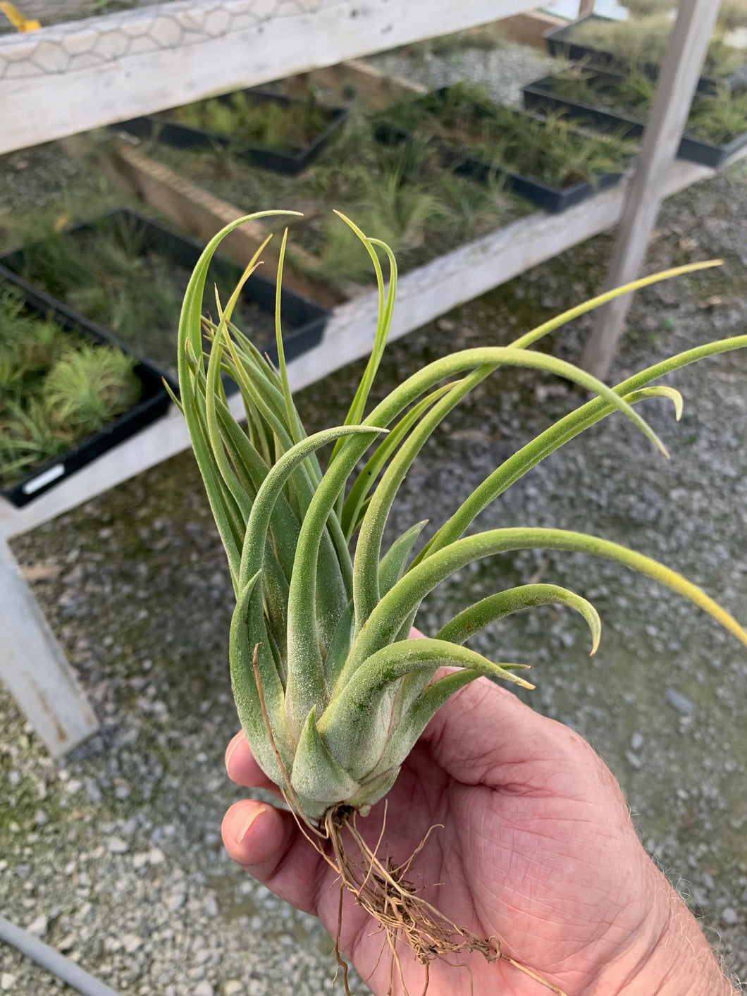 Tillandsia Seleriana x Delicata -Bloomed and producing a pus