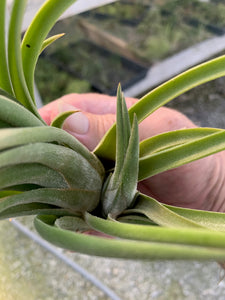 Tillandsia Seleriana x Delicata -Bloomed and producing a pus