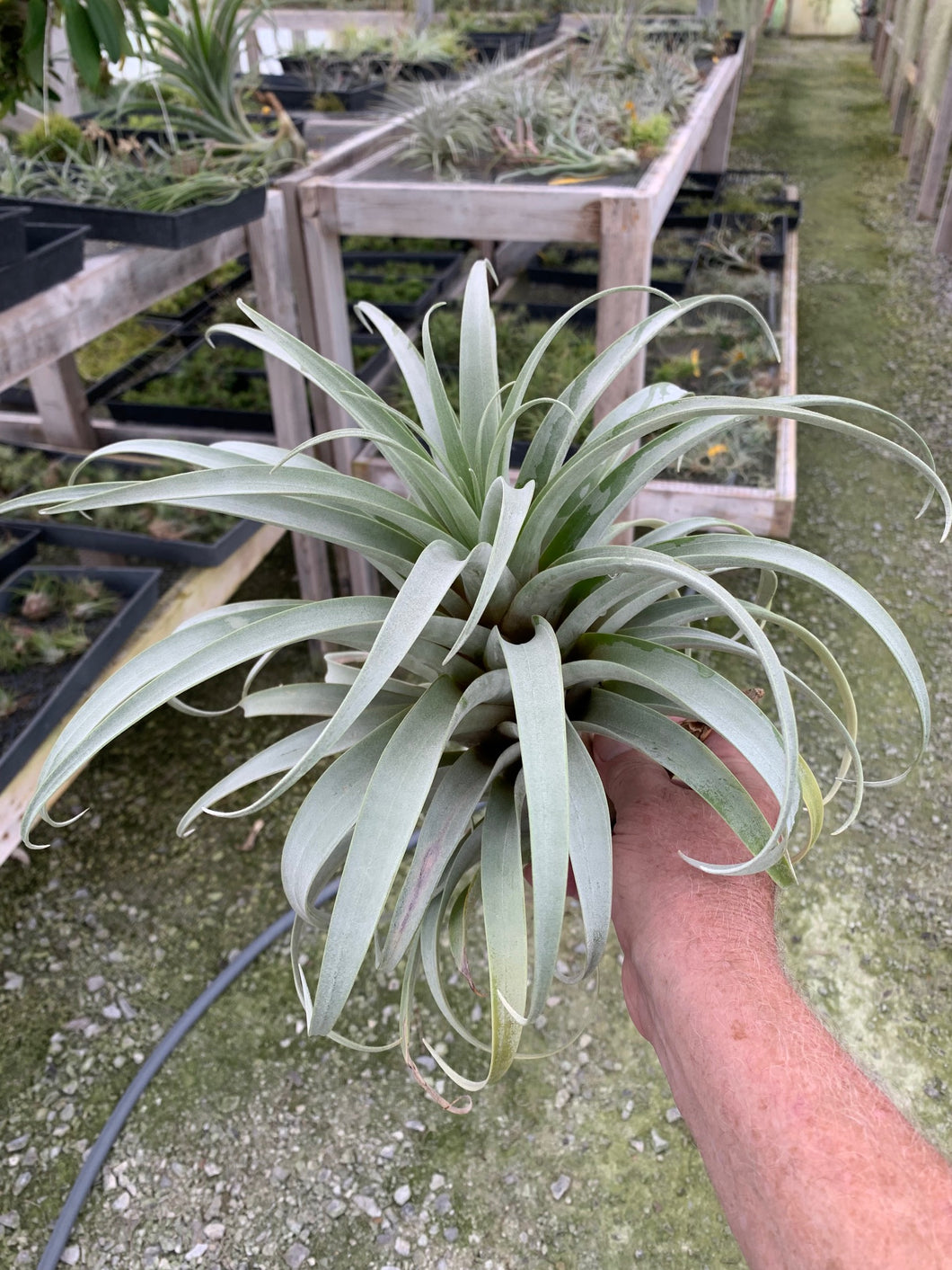 Tillandsia roseoscapa - Large Specimen Plant-#2