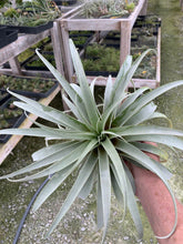 Load image into Gallery viewer, Tillandsia roseoscapa - Large Specimen Plant-#2