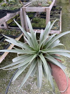 Tillandsia roseoscapa - Large Specimen Plant-#2