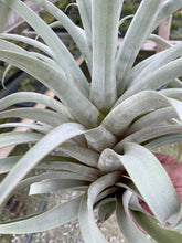 Load image into Gallery viewer, Tillandsia roseoscapa - Large Specimen Plant-#2