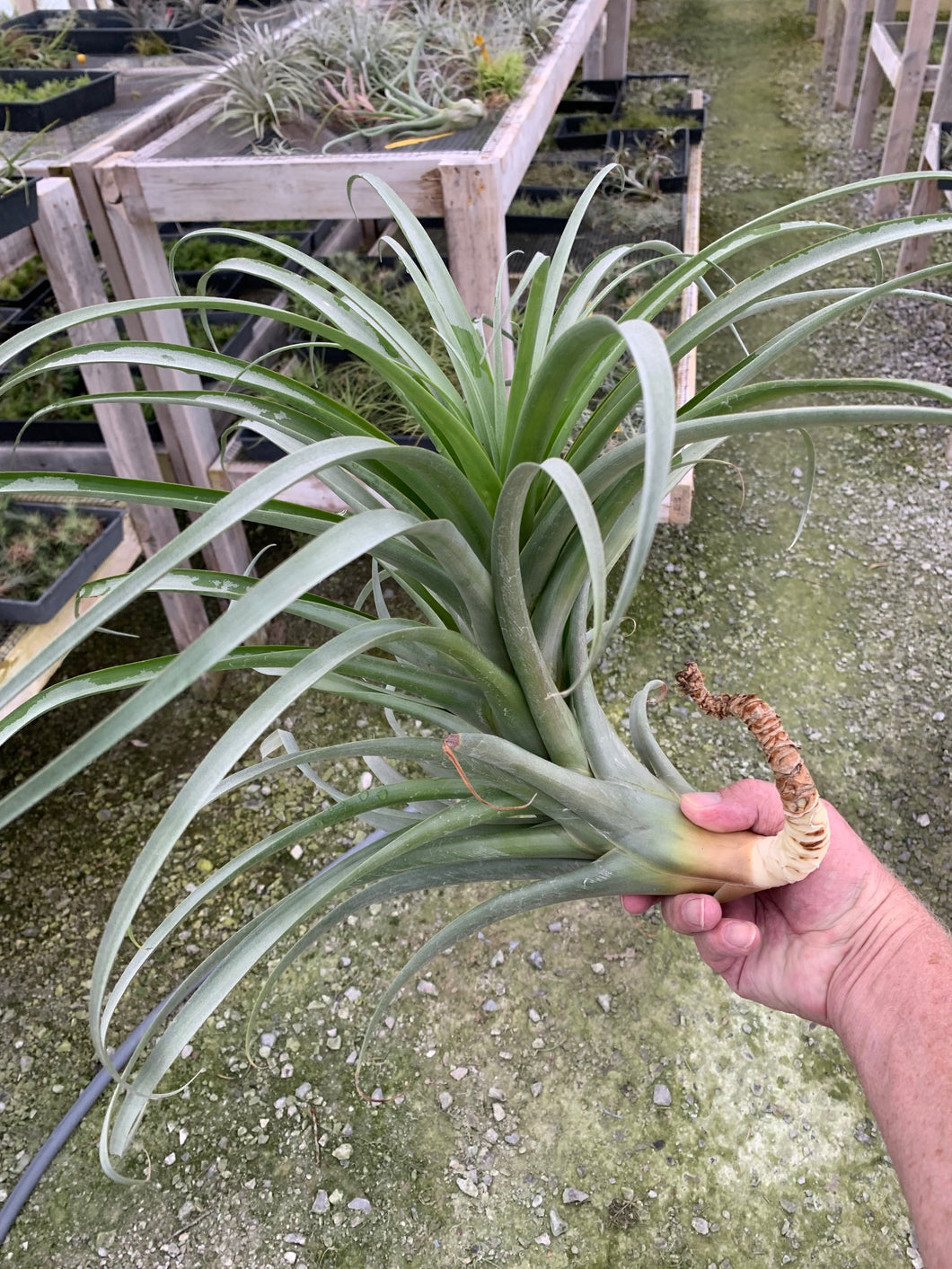 Tillandsia rhodocephala