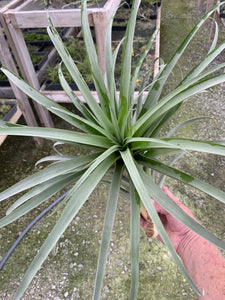 Tillandsia rhodocephala