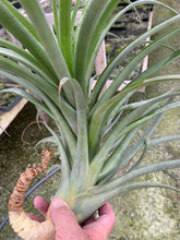 Load image into Gallery viewer, Tillandsia rhodocephala