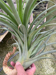 Tillandsia rhodocephala