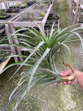 Load image into Gallery viewer, Tillandsia rhodocephala