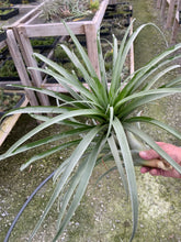 Load image into Gallery viewer, Tillandsia rhodocephala