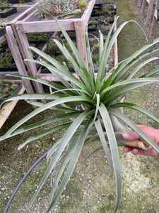 Tillandsia rhodocephala