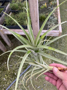 Tillandsia duratii x gardneri