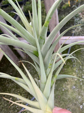 Load image into Gallery viewer, Tillandsia duratii x gardneri