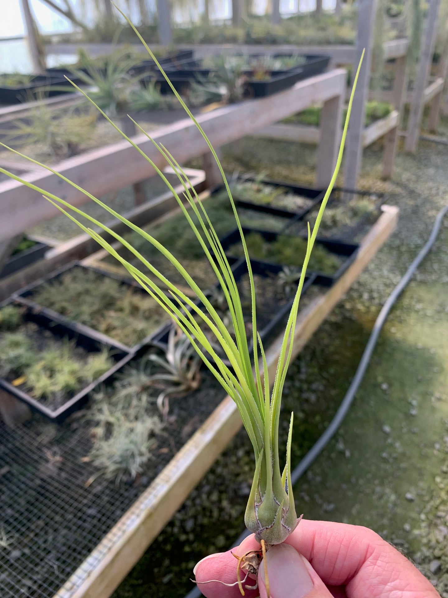 Tillandsia disticha 