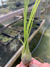 Load image into Gallery viewer, Tillandsia disticha &quot;Green&quot;