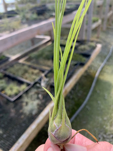 Tillandsia disticha "Green"