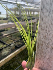 Tillandsia disticha "Green"