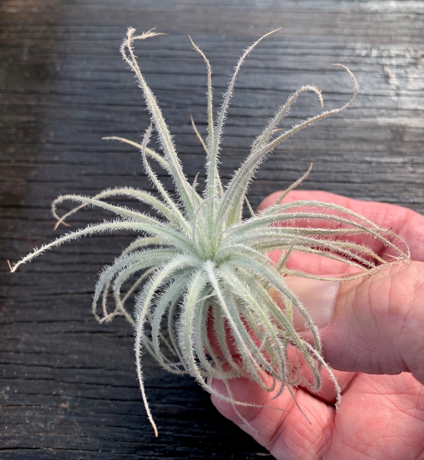 Tillandsia tectorum -Ecuador-Small Single Plants