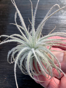 Tillandsia tectorum -Ecuador-Small Single Plants