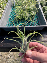 Load image into Gallery viewer, Tillandsia Caput-medusae- Small Plants