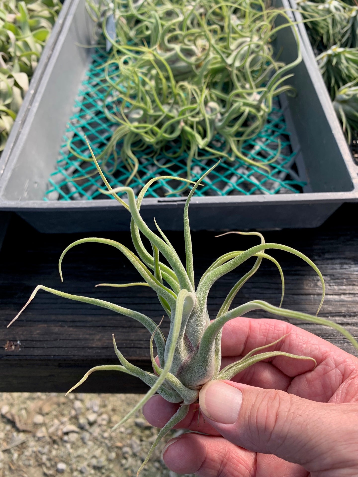 Tillandsia Caput-medusae- Small Plants