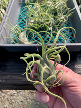 Load image into Gallery viewer, Tillandsia Caput-medusae- Small Plants